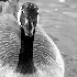 2The Goose - ID: 17187 © Rhonda Maurer