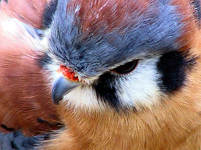 "Sparrow Hawk"
