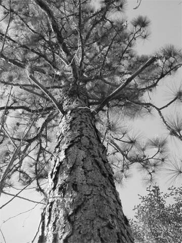 tall pine