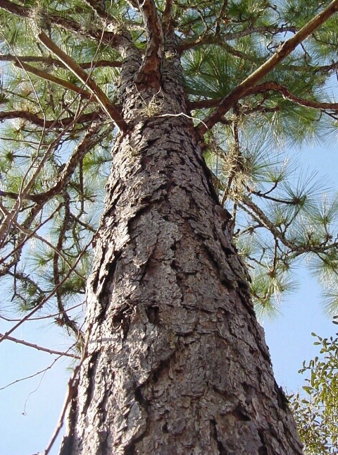 tall pine 2