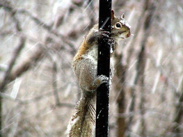 Cold Pole - ID: 19753 © Rhonda Maurer