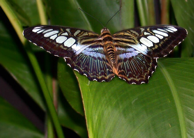 Butterfly - ID: 20818 © Rhonda Maurer