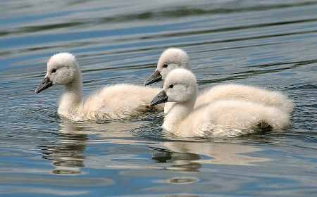 Swan Siblings
