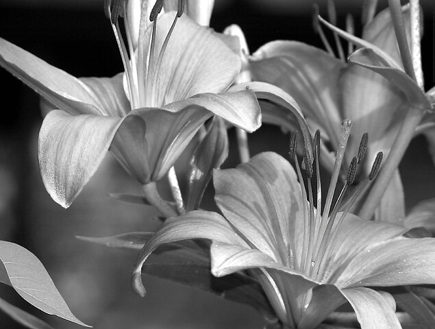 The Lilies - ID: 28689 © Rhonda Maurer