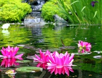 Nature/Landscapes
