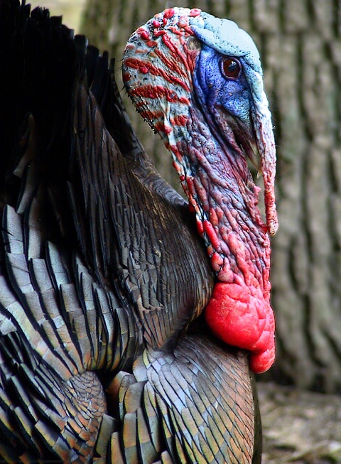 Wild Turkey - ID: 29710 © Rhonda Maurer