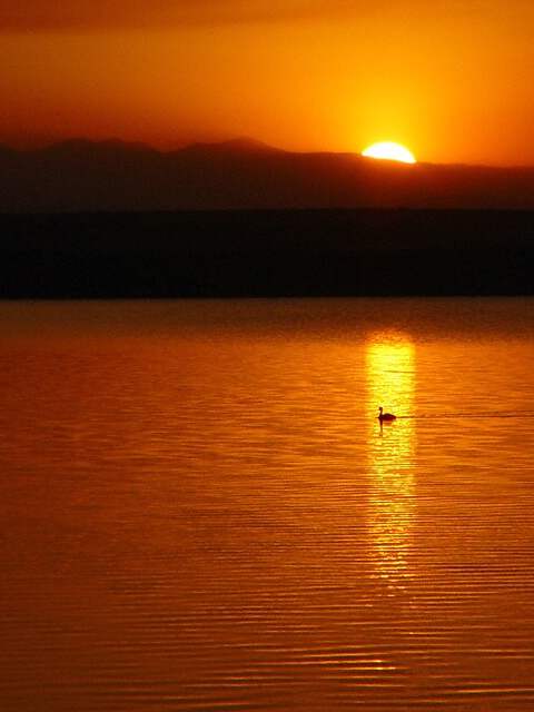 A Ducky Sunset