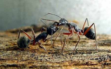 "Ant Antics"