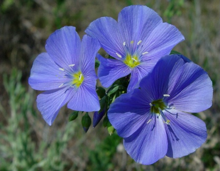 Blue Flax Wildflowers