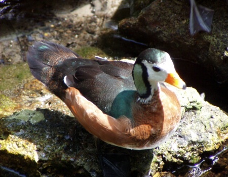 Just a duck.  