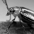 2Tiny Little Bug - ID: 33637 © Rhonda Maurer