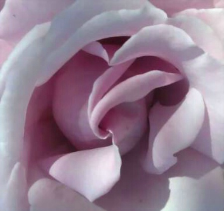 "Lilac Rose"
