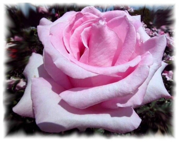 "The Pink rose"