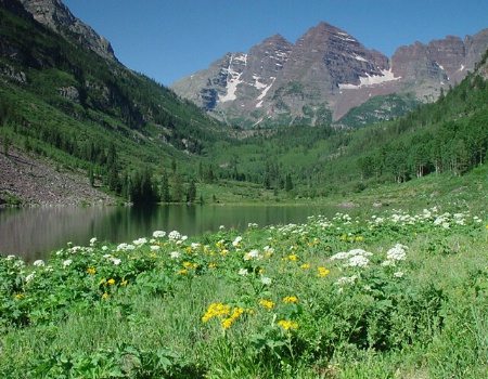 Wildflowers and Wilderness