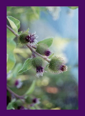 Four Thistles