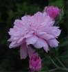 Pink Floribunda