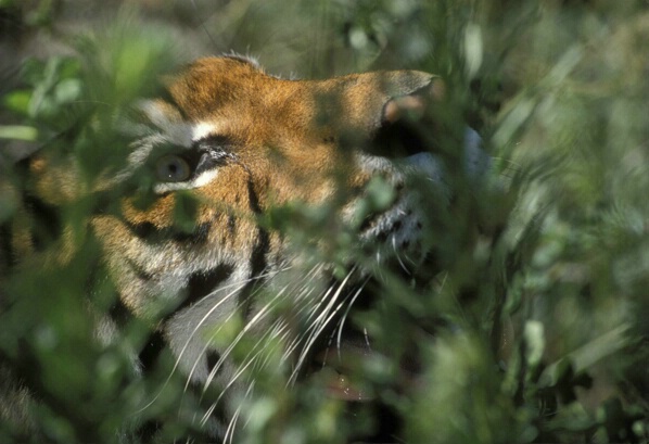 Garth-Bengal Tiger-Panthera tigris