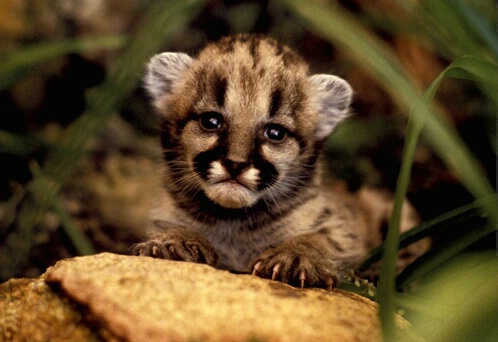 Cougar Cub-Felis concolor