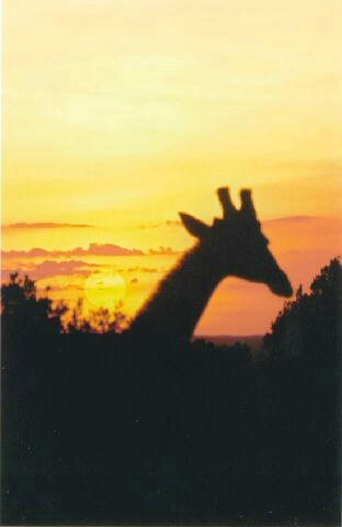 Silhouette