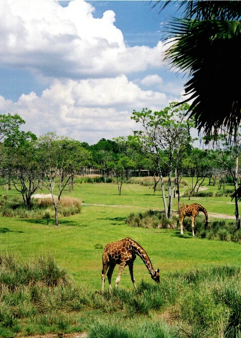 Giraffes - ID: 40029 © Sharon E. Lowe