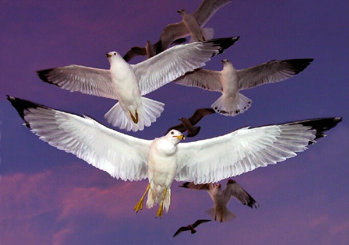 Norfolk Sunset Gulls