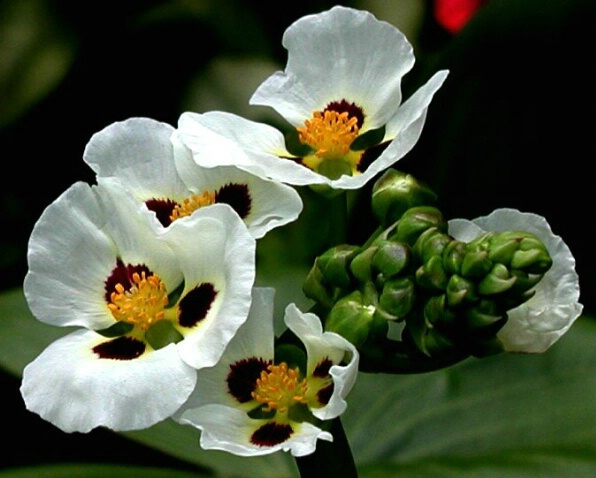 Sagittaria Bloom