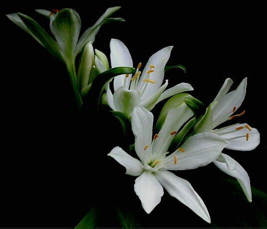 Resurrection Lilly