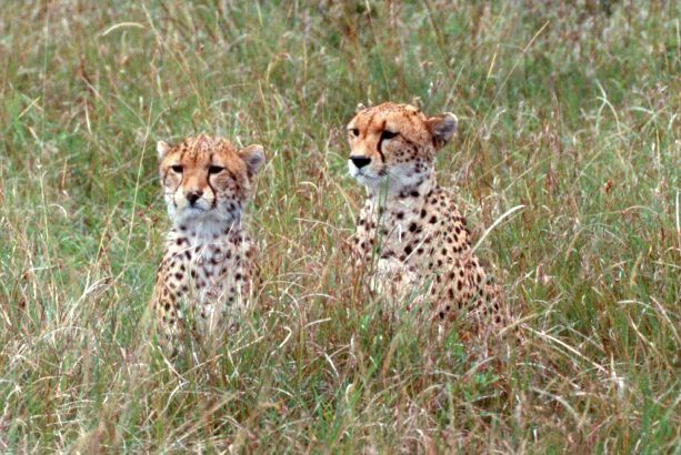 Cheetah Twins