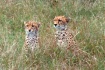 Cheetah Twins