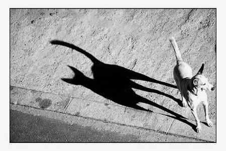 The Dog with a Cat's Shadow