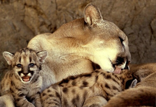 Christie Cougar and Cubs