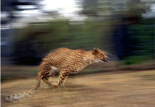 Cheetah Subira's run