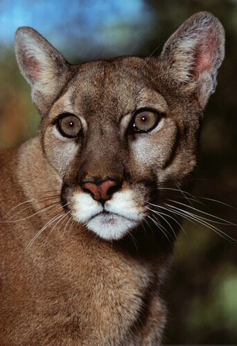 Tabatha Cougar
