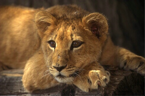 Africa Lion Cub-Panthera leo