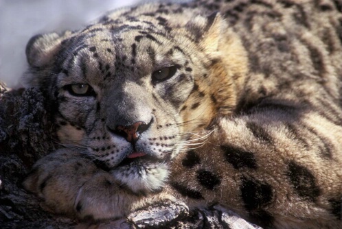 Snow Leopard-Panthera uncia