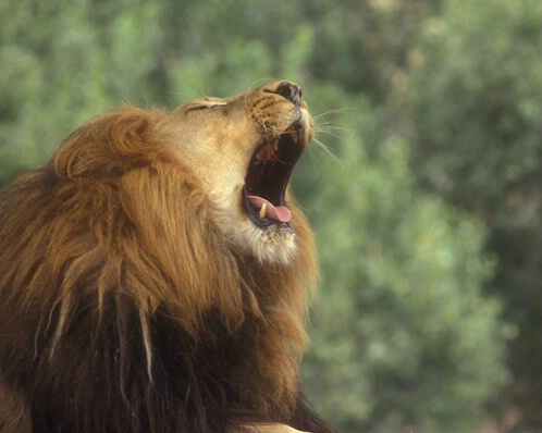 A Lion's Roar
