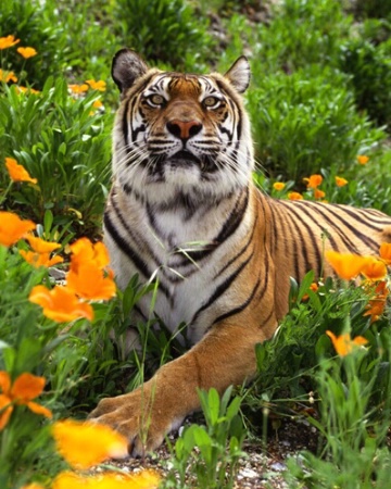 Bengal Tigress-Panthera tigris