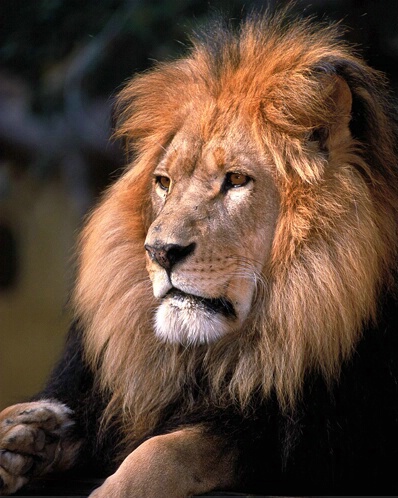 African Lion-Panthera leo