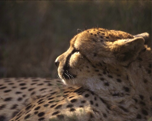 Cheetah-Acinonyx jubatus