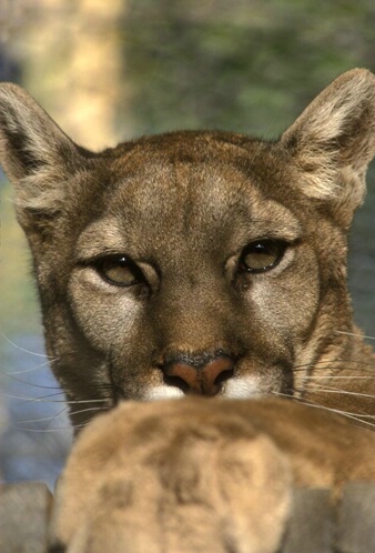 Cougar-Felis concolor