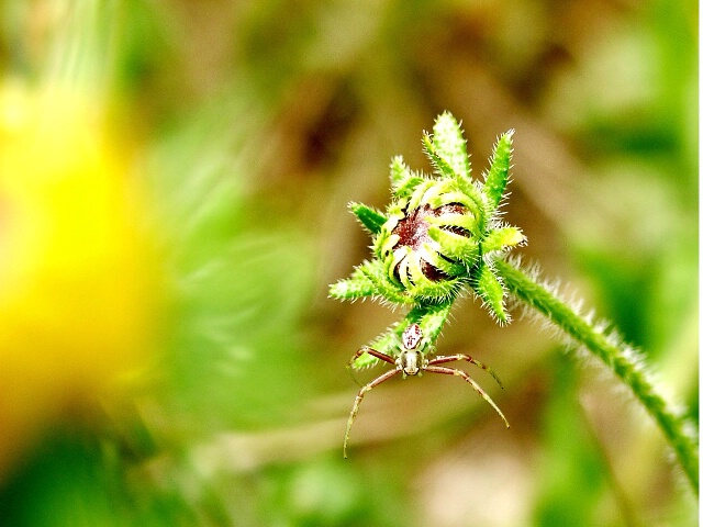 Spider on green plant