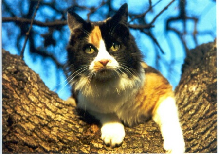 Calico Cat