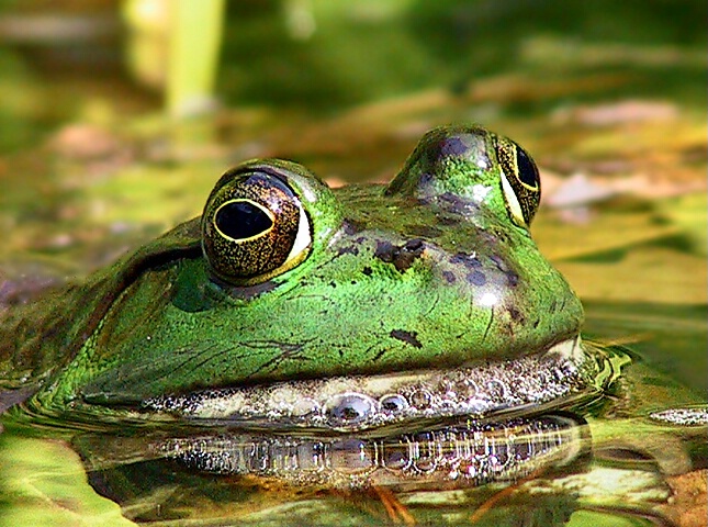 Bubbles - ID: 41862 © Rhonda Maurer