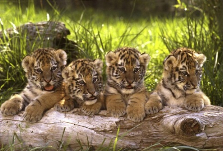 Siberian Tiger Cubs-Panthera tigris 