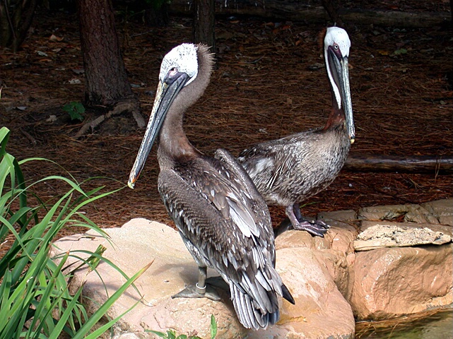 Brown Pelicans - ID: 42190 © Rhonda Maurer
