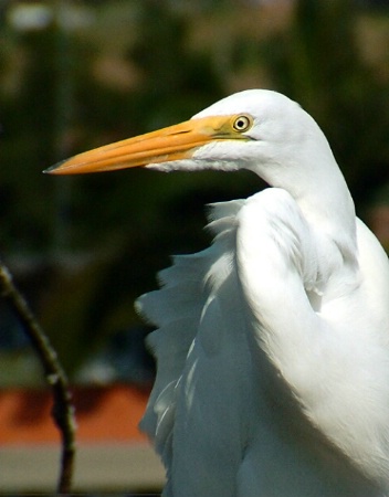 Distinct white heron