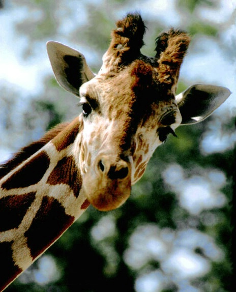 Giraffe 1