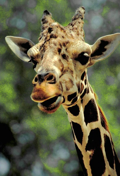 Giraffe 2