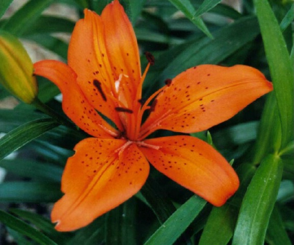 Tiger Lily