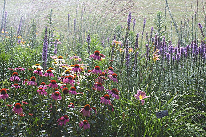 Mixed Field in Spring Shower